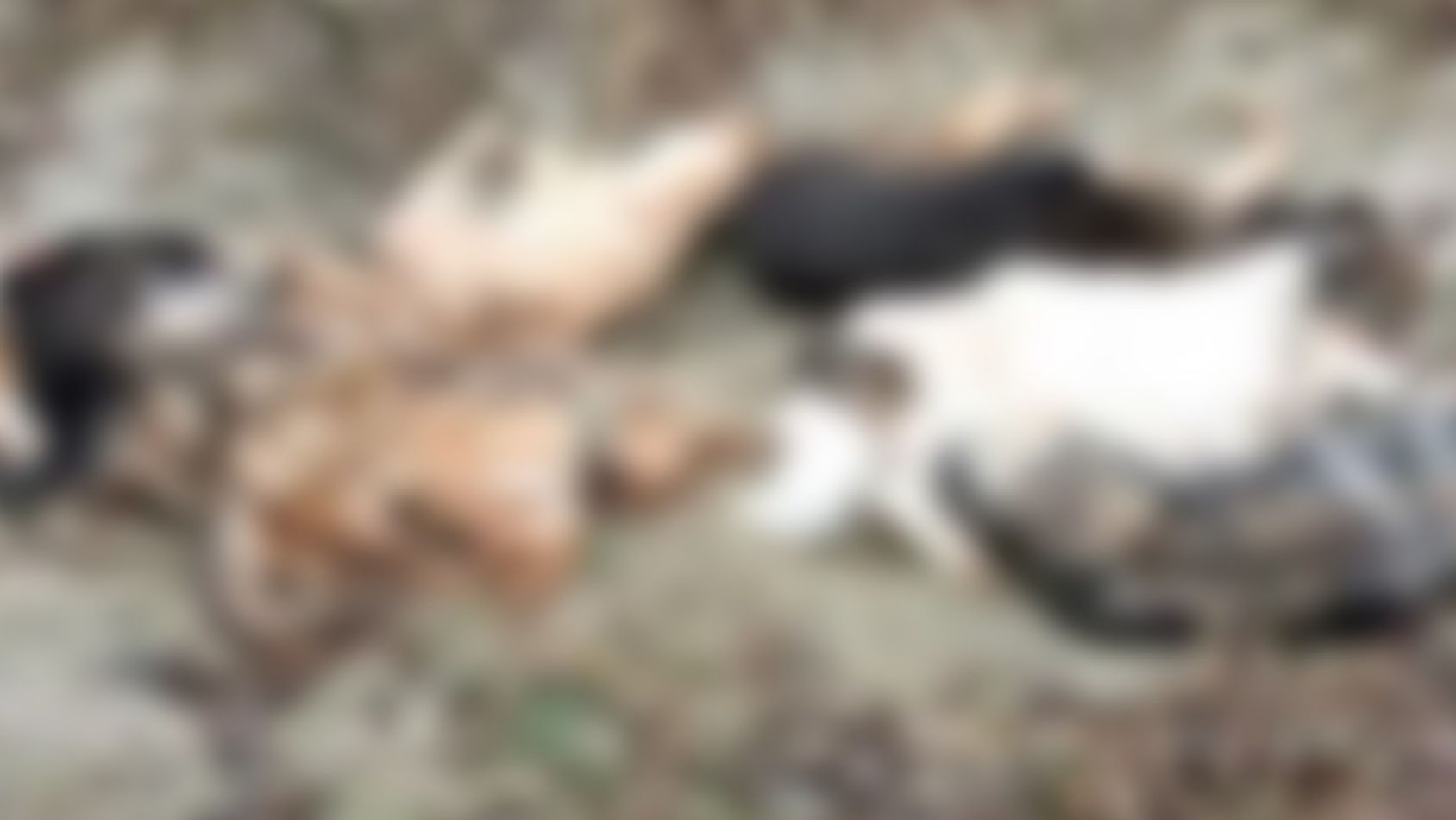 Macabro hallazgo en un barrio de Salta: encontraron perros cortados en pedacitos